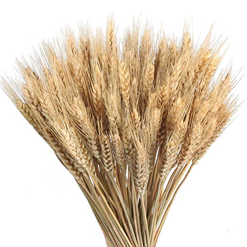 HUAESIN 100Pcs Natural Dried Flowers Bouquet Dried Wheat Dried Wheat Spikes Decoration Artificial Wheat Grass Artificial Flower for Vases Home Wedding Party Office Balcony Indoor Outdoor