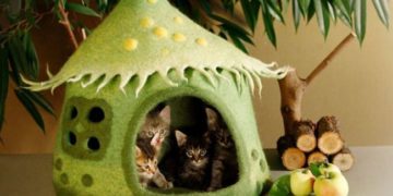 House for Cats: How to Do Step by Step