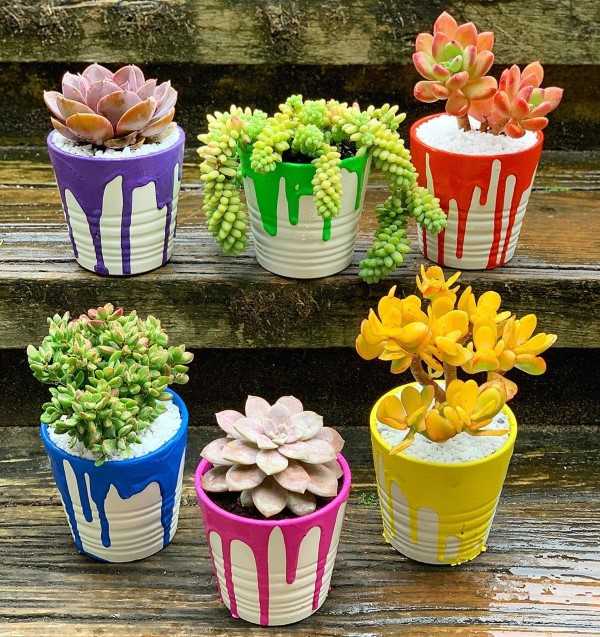 succulents in colorful pots