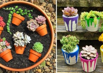 Simple mini-garden of succulents and cactuses: how to make
