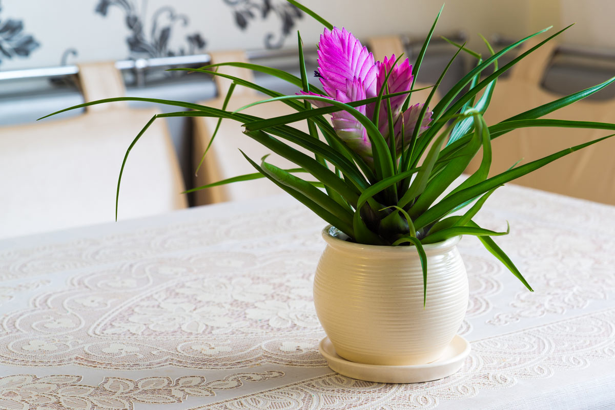 Tillandsia plant.