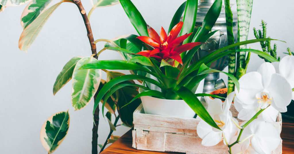 Guzmania indoor plant.