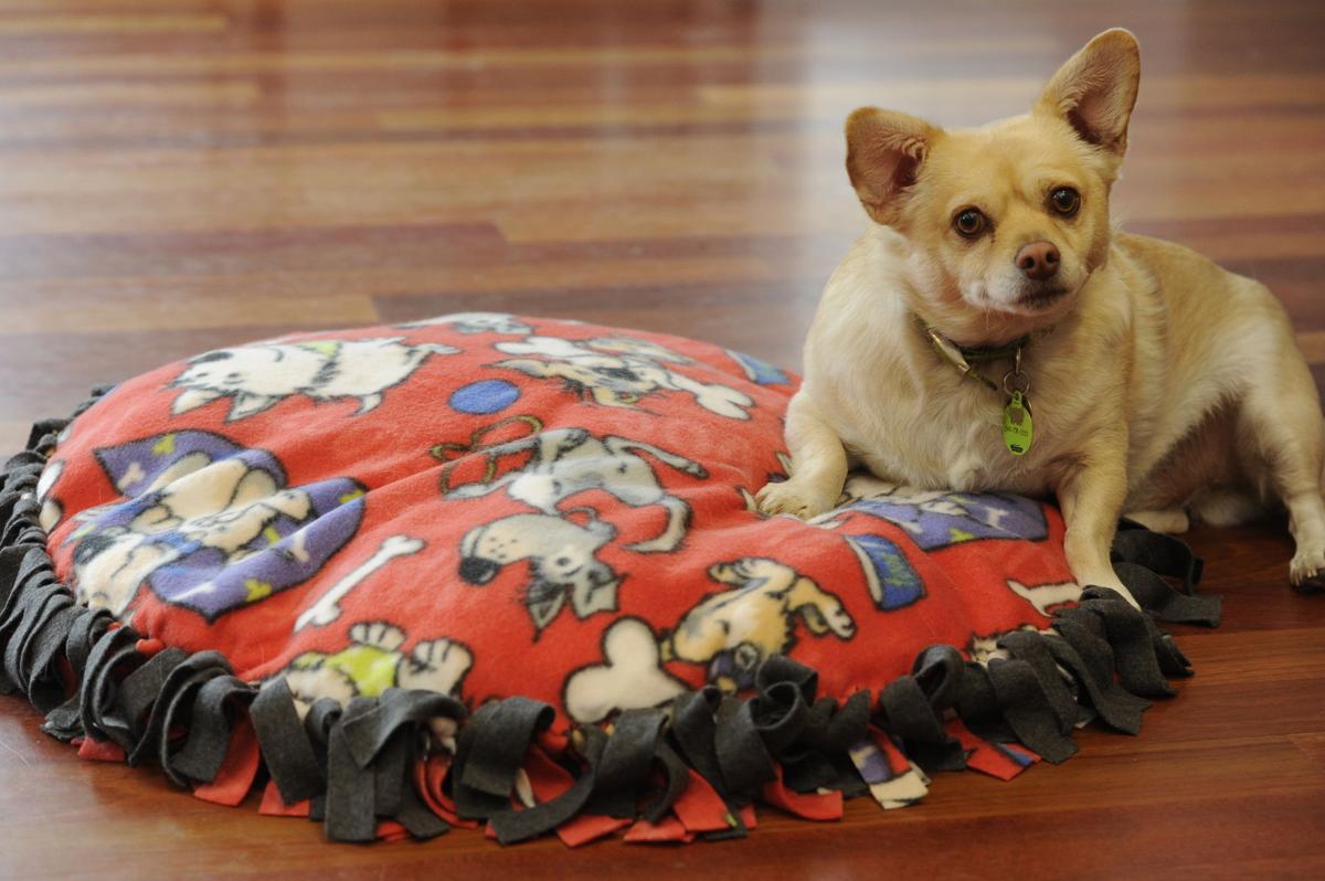 How to Make a DIY Dog Pillow 10