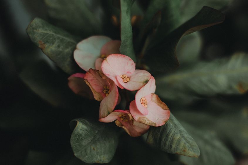 euphorbia apartment flowers