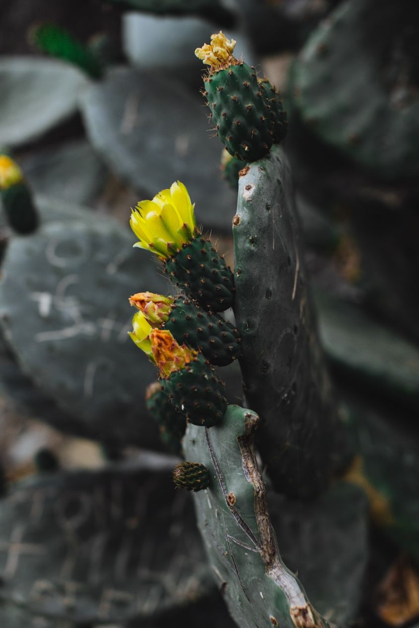 flat flowers cactus christmas