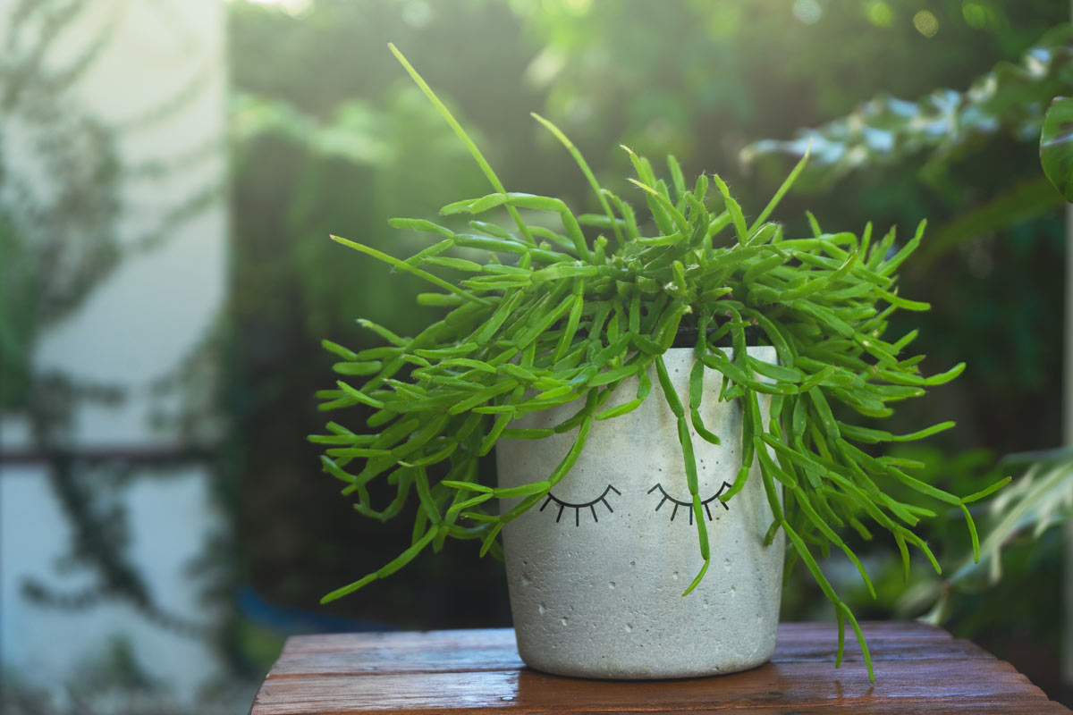 indoor climbing plant