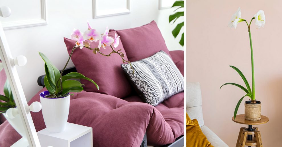 7 plants for a flowering apartment: names and inspirations