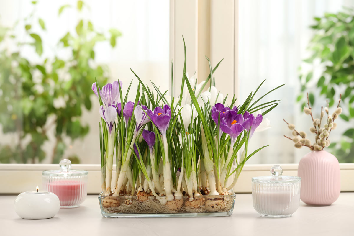 bulbous plants with purple flower