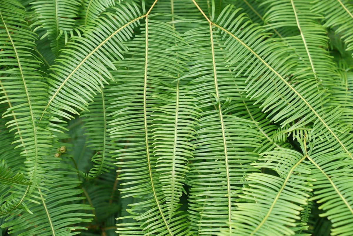 Nephrolepis, Exaltata boston fern