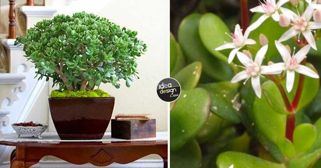 The lucky plants that should be kept at home during 2021 Interior