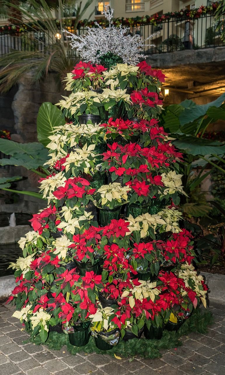 christmas star tree