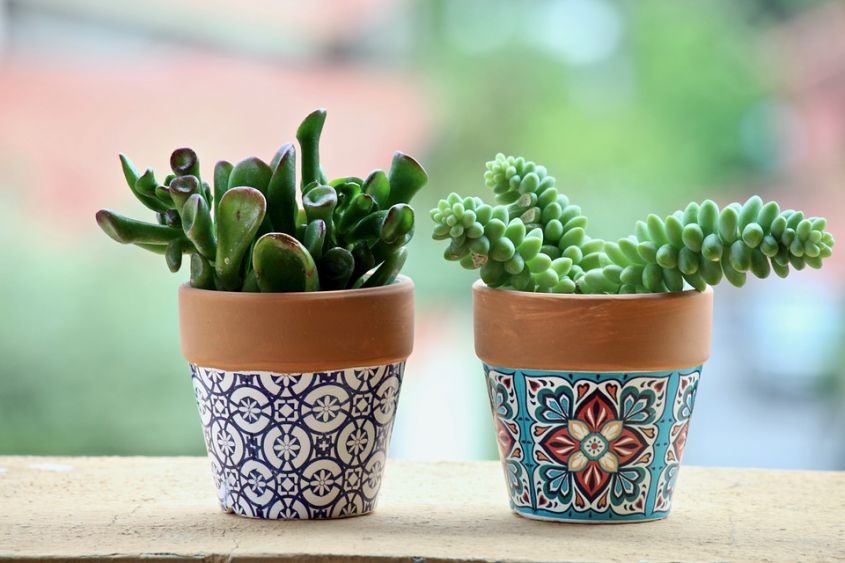 How to decorate the terrace of the zodiac sign succulents