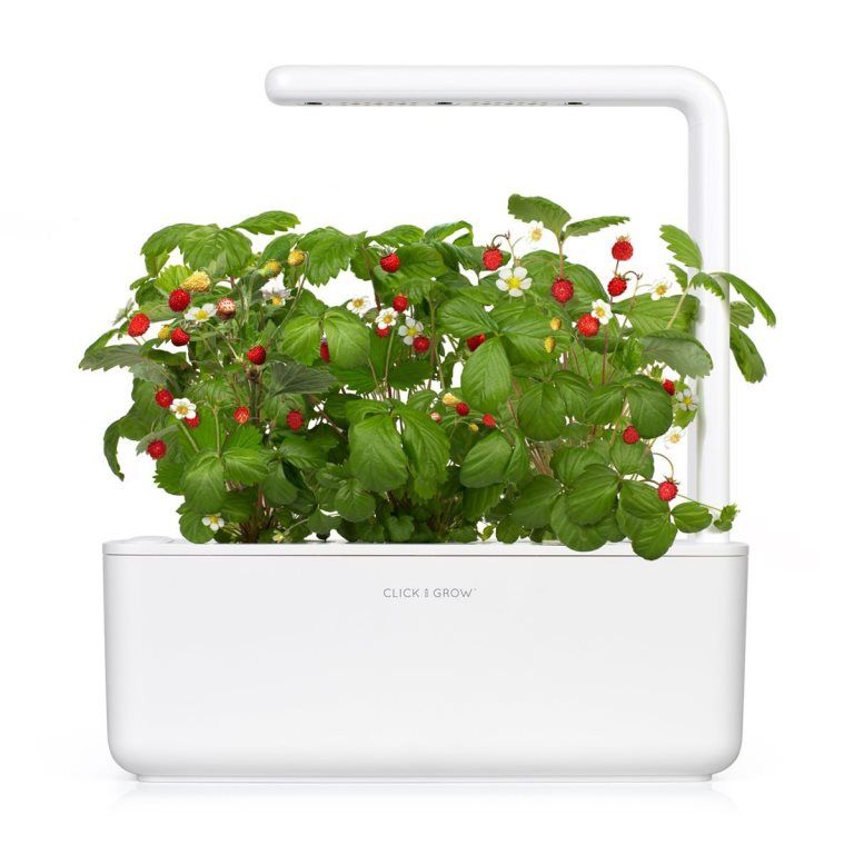 hydroponic garden Click and Grow Smart Garden