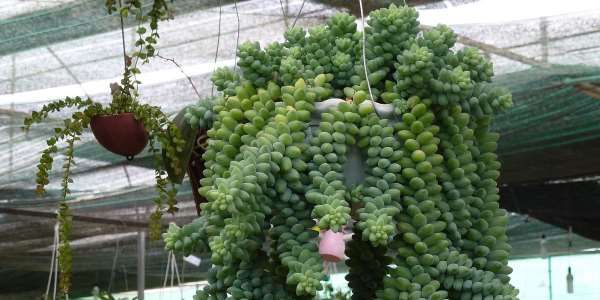 how to choose apartment plants star sign Sedum Morganianum