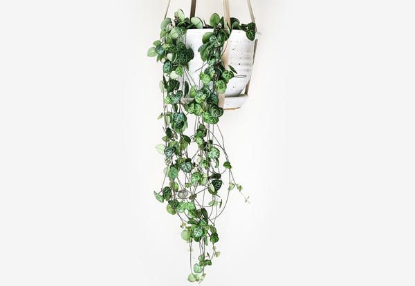 how to choose apartment plants zodiac sign Ceropegia woodiia