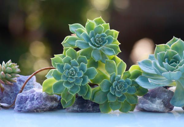 how to choose apartment plants zodiac sign Echeveria