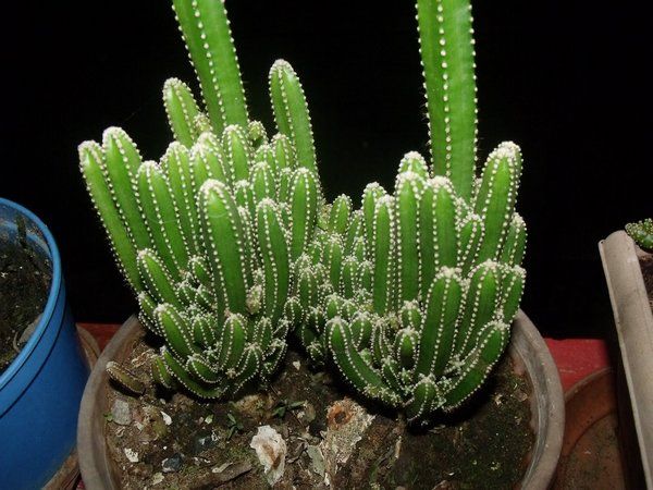 how to choose apartment plants zodiac sign Cereus Tetragonus