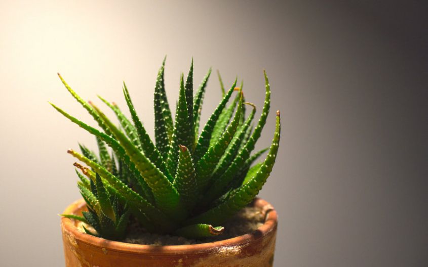 how to choose apartment plants zodiac sign Cactus Zebra