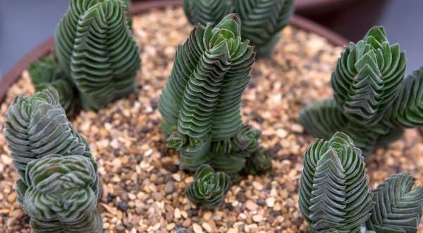 how to choose apartment plants zodiac sign crassula buddha