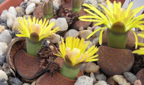 how to choose apartment plants zodiac sign Lithops