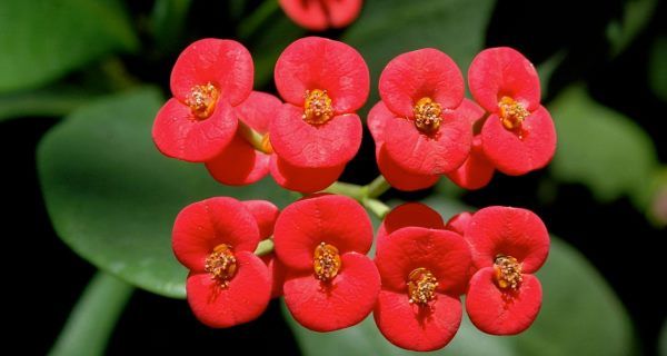 how to choose apartment plants zodiac sign euphorbia