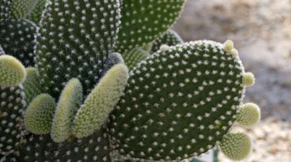 how to choose apartment plants star sign Opuntia Microdasys