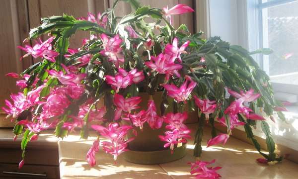 how to choose apartment plants astrological sign Schlumbergera natal