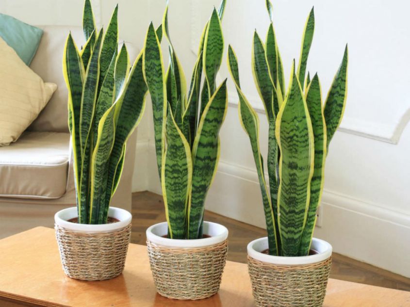 trendy plants to decorate the Sansevieria home