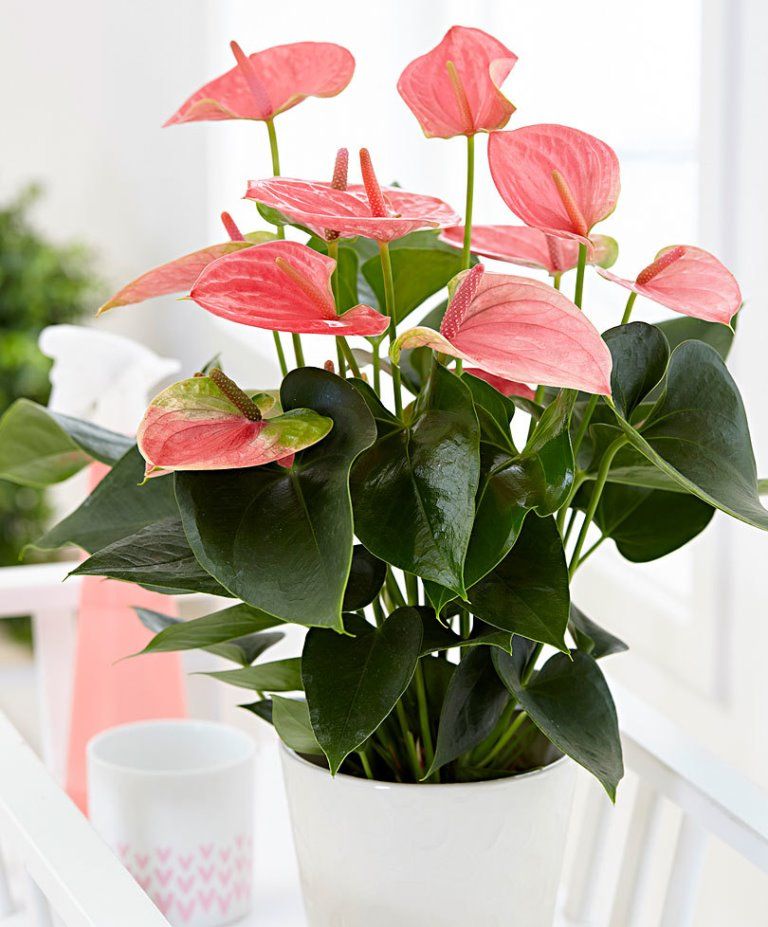 trendy plants for anthurium home decor 