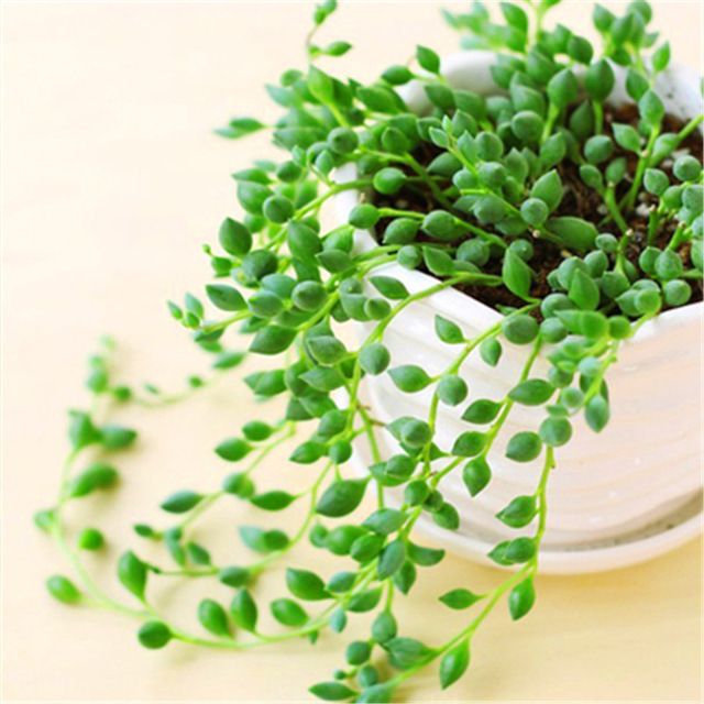 trendy plants for decorating the senecio home