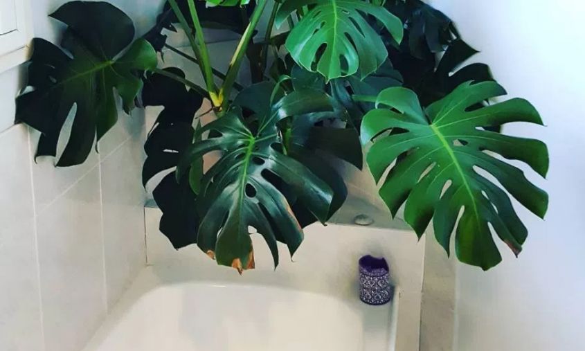 Plants for a jungle bath