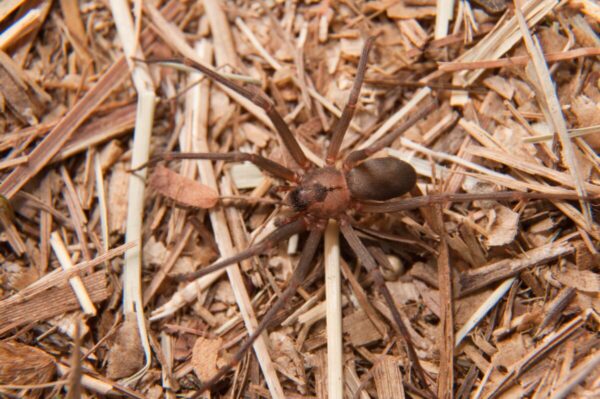 spider-violin-6