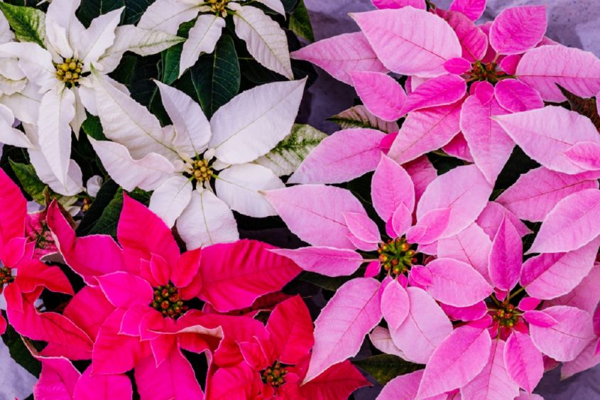 multi color poinsettia