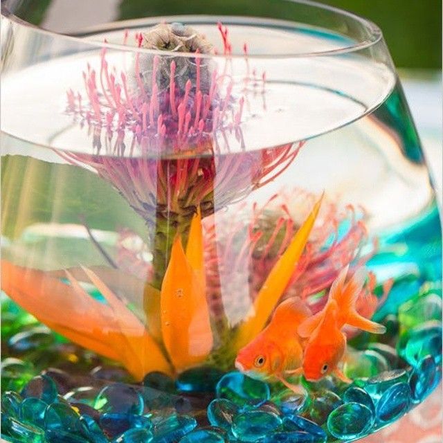 centerpiece-summer-goldfish