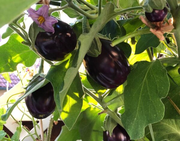 Balcony-vegetables-little-effort-and-a-lot-satisfaction1