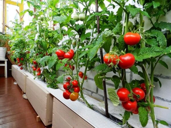 Balcony-vegetables-little-effort-and-a-lot-satisfaction8