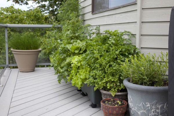 vegetable garden-balcony