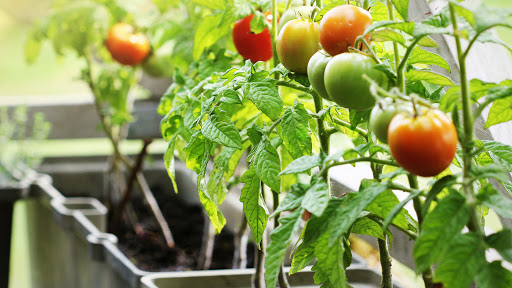 Balcony-vegetables-little-effort-and-a-lot-satisfaction 7