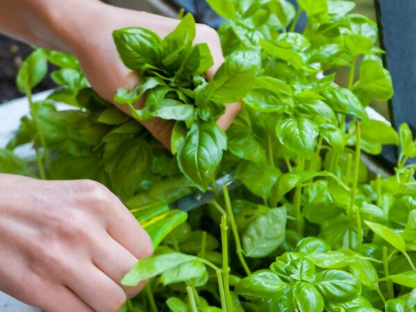 Balcony-vegetables-little-effort-and-a-lot-satisfaction 4