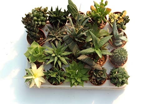 20 rare and collectible natural succulents, without thorns, one different from the other, 5.5 cm.  Production of Viggiano Cactus