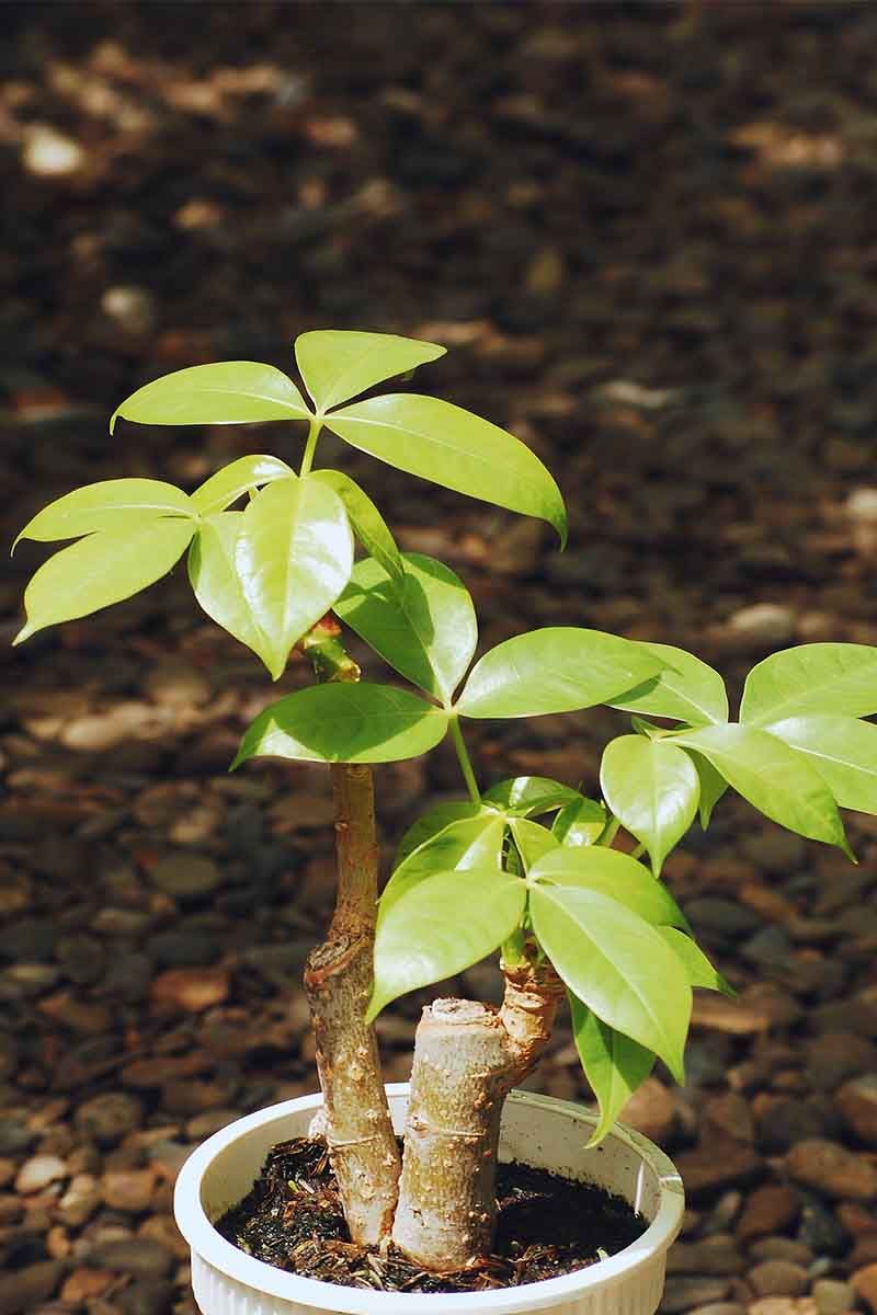 pachira tree brings good luck money