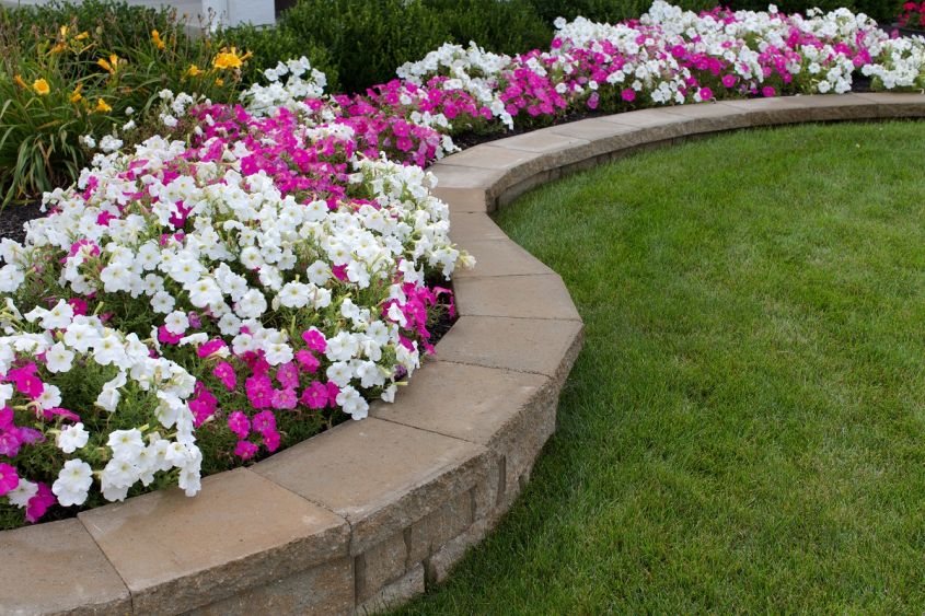 Pink, And, White, Petunias, On, The, Flower, Bed, Along, With