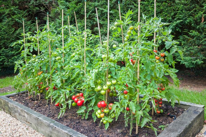 Tomato, Plants, With, Ripe, Red, Tomatoes, Growing, Outdoors ,, Outside ,, In