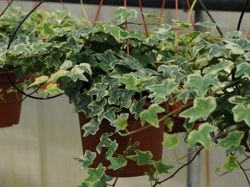 How to decorate a terrace with ivy flowers and plants