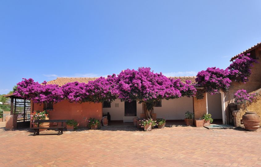 How to decorate a terrace with bougainvillea flowers and plants