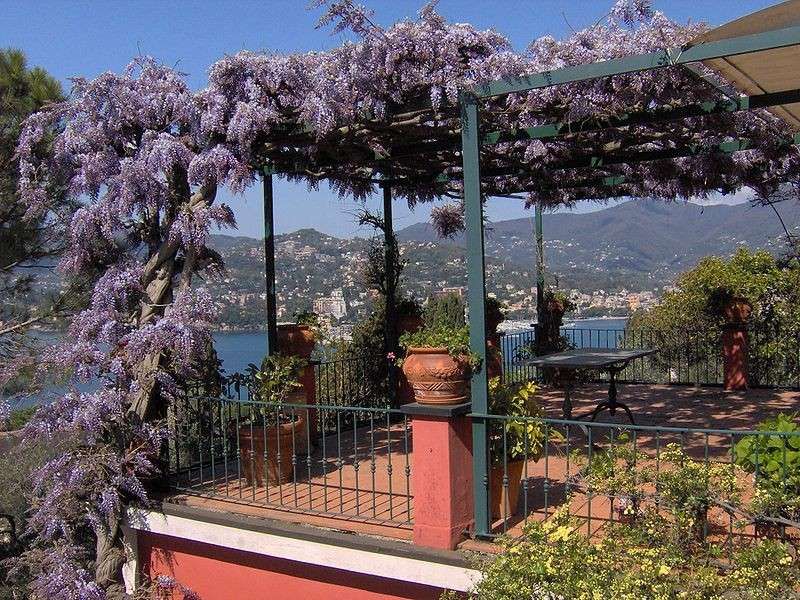 How to decorate a terrace with wisteria flowers and plants