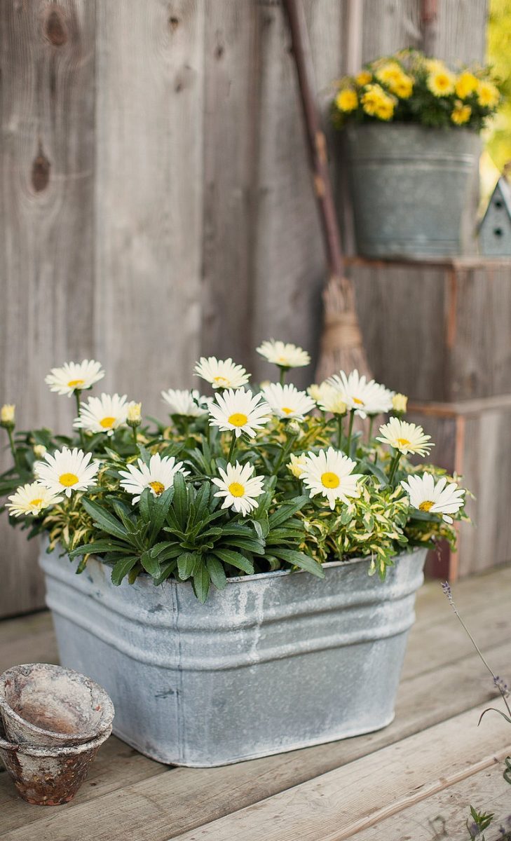 daisies-home-ideas