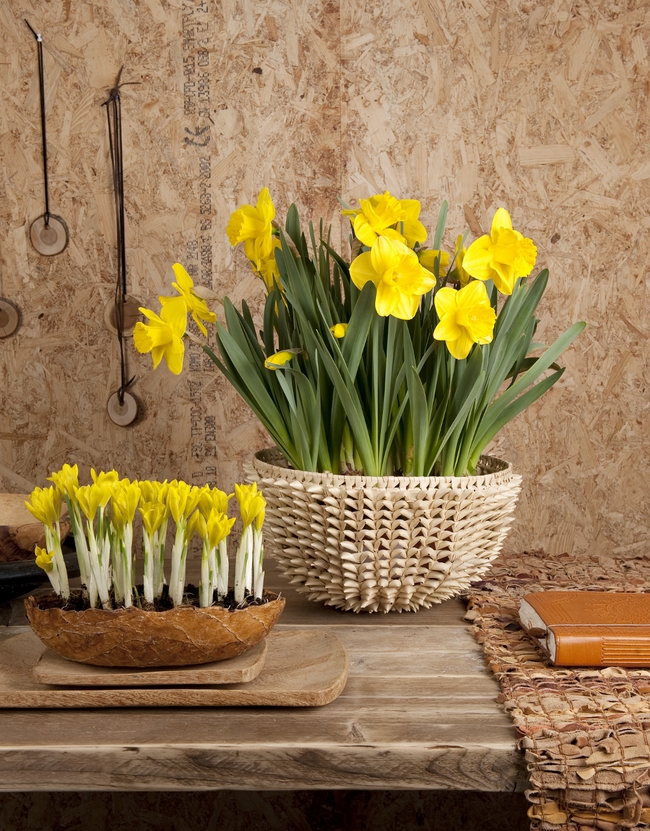 daffodils