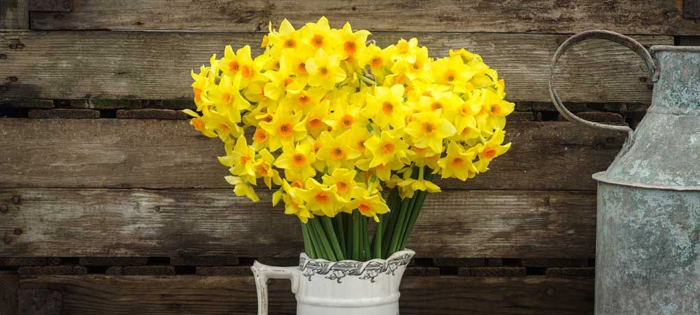 daffodils-flowers-spring-