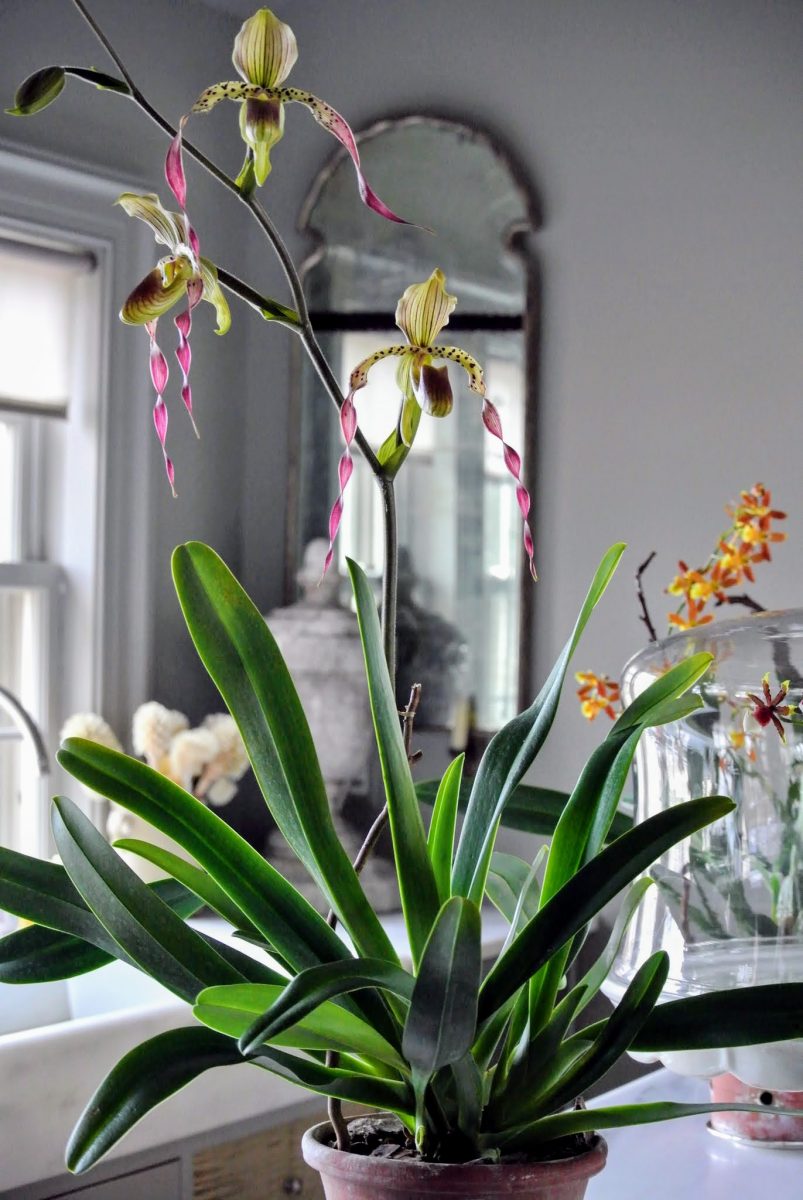 orchids-3